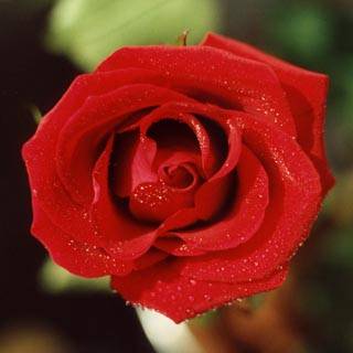 roza