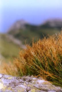tatry-trawa